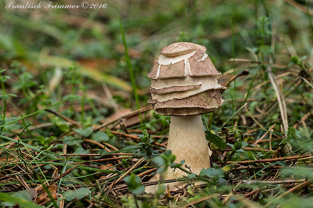 bedľa červenejúca Chlorophyllum rachodes (Vittad.) Vellinga