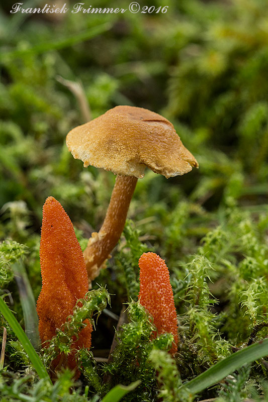 žezlovka hmyzová Cordyceps militaris (Fr.) Link