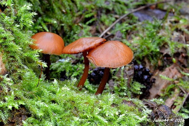 kapucňovka okrovohnedastá Galerina marginata (Batsch) Kühner