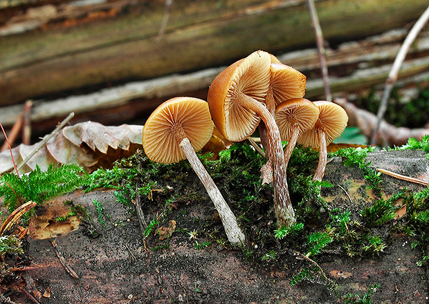 kapucňovka okrovohnedastá Galerina marginata (Batsch) Kühner