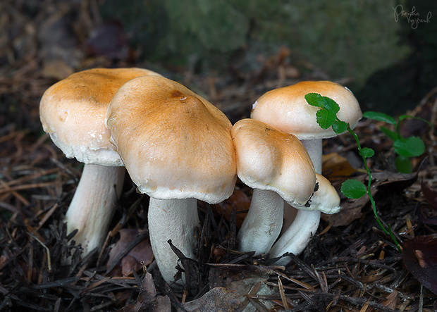 šťavnačka oranžová Hygrophorus abieticola Krieglst. ex Gröger & Bresinsky