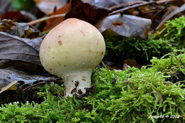 prášnica hnednúca Lycoperdon molle Pers.