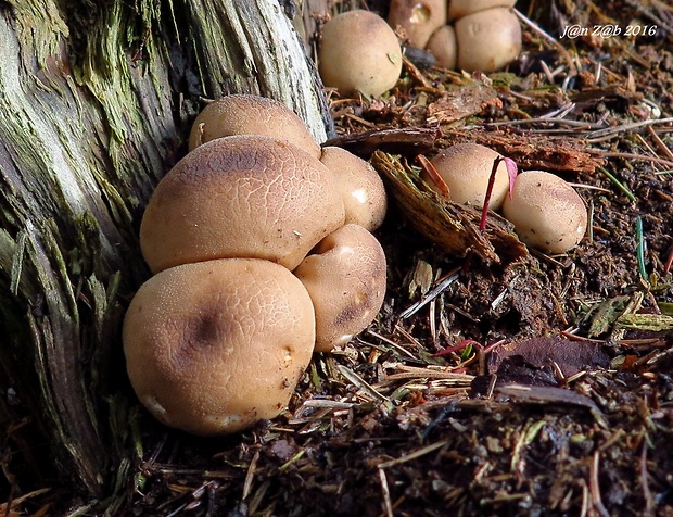 prášnica Lycoperdon sp.