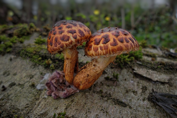 šupinovka Pholiota sp.