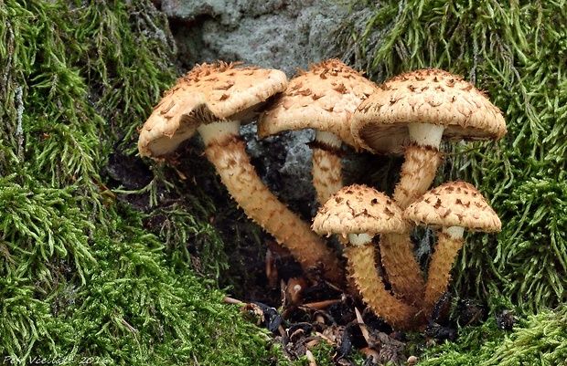 šupinovka šupinatá Pholiota squarrosa (Vahl) P. Kumm.