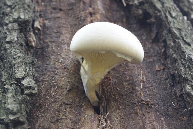 hliva dubová Pleurotus dryinus (Pers.) P. Kumm.