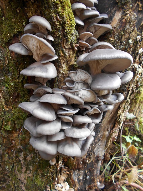 hliva ustricovitá Pleurotus ostreatus (Jacq.) P. Kumm.