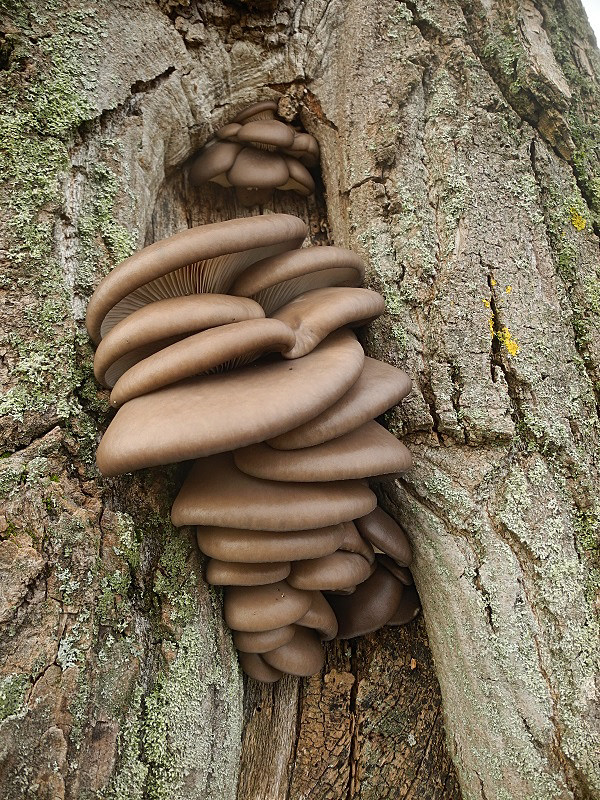 hliva ustricovitá Pleurotus ostreatus (Jacq.) P. Kumm.