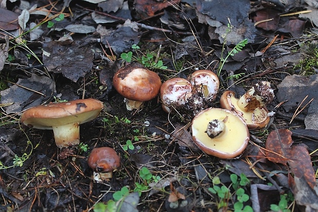 masliak obyčajný Suillus luteus (L.) Roussel