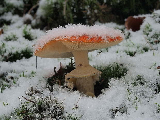 muchotrávka červená Amanita muscaria (L.) Lam.