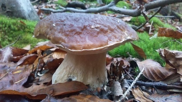 hríb smrekový Boletus edulis Bull.