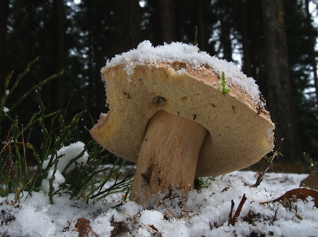 hríb smrekový Boletus edulis Bull.