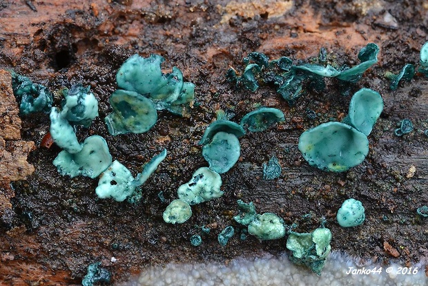 zelenica Chlorociboria sp.