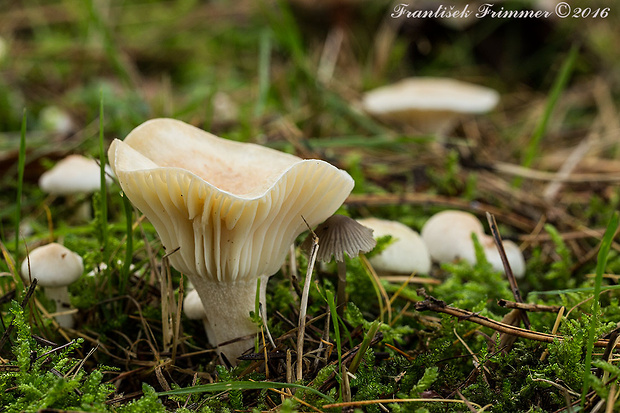 lúčnica snehobiela bledookrová Hygrocybe virginea var. ochraceopallida (P.D. Orton) Boertm.