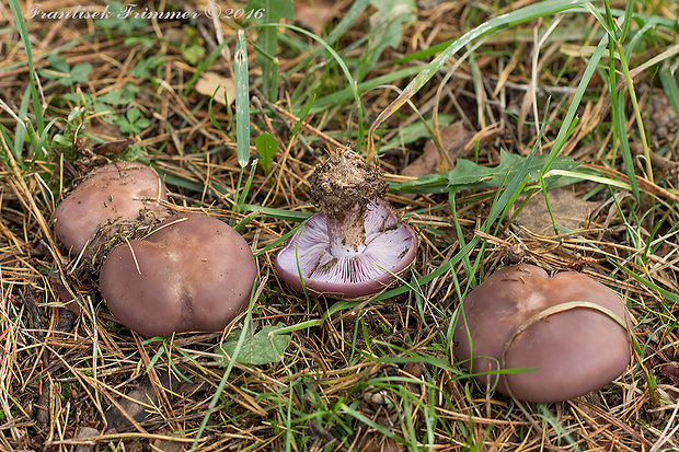 pôvabnica fialová Lepista nuda (Bull.) Cooke