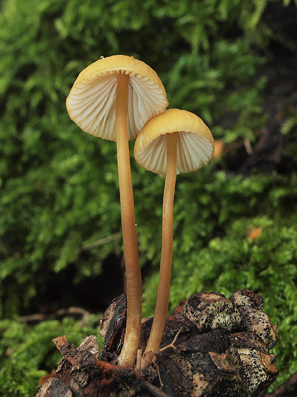 prilbička žltoobrúbená Mycena citrinomarginata Gillet