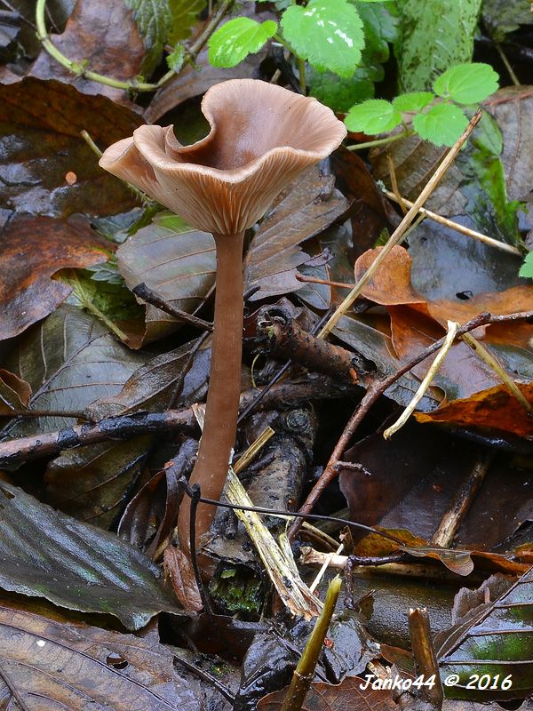 strmulica čiaškovitá Pseudoclitocybe cyathiformis (Bull.) Singer