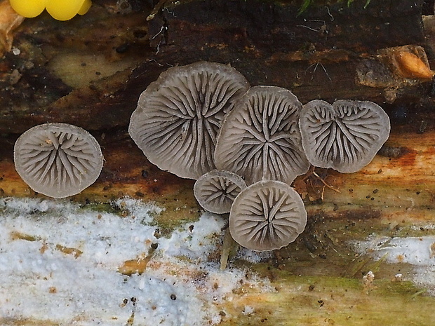 lastúrnik prirastený Resupinatus applicatus (Batsch) Gray