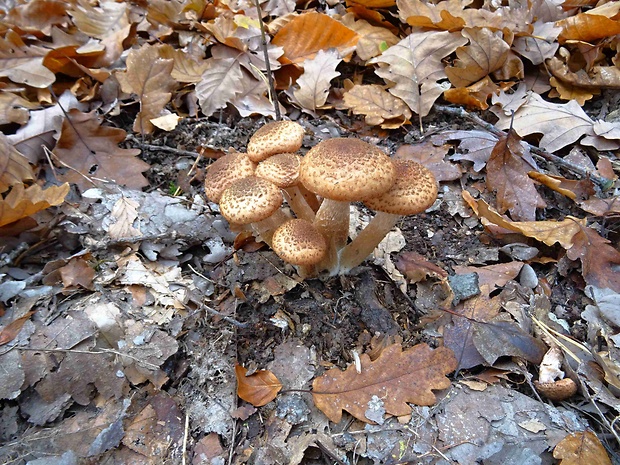 podpňovka obyčajná Armillaria mellea (Vahl) P. Kumm.