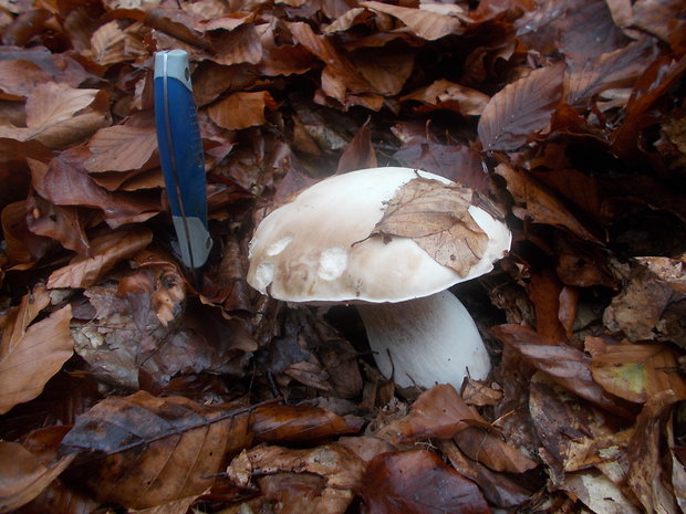 hríb smrekový Boletus edulis Bull.