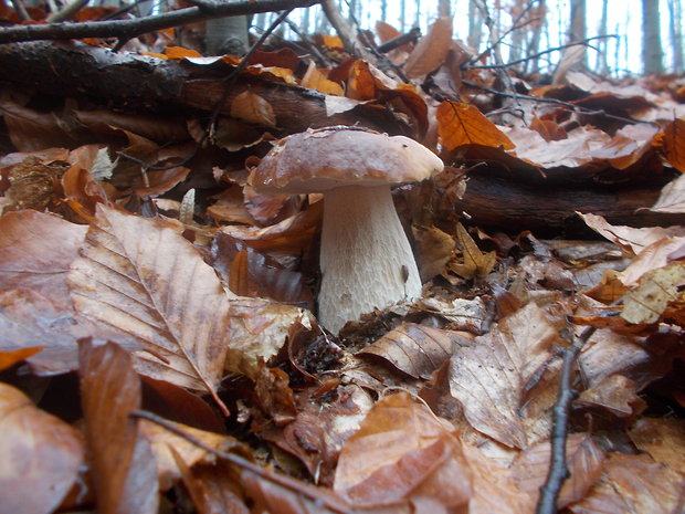 hríb smrekový Boletus edulis Bull.