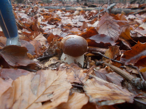 hríb smrekový Boletus edulis Bull.