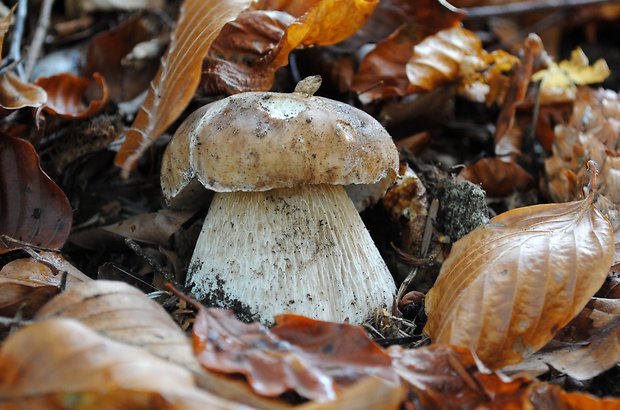 hríb smrekový Boletus edulis Bull.