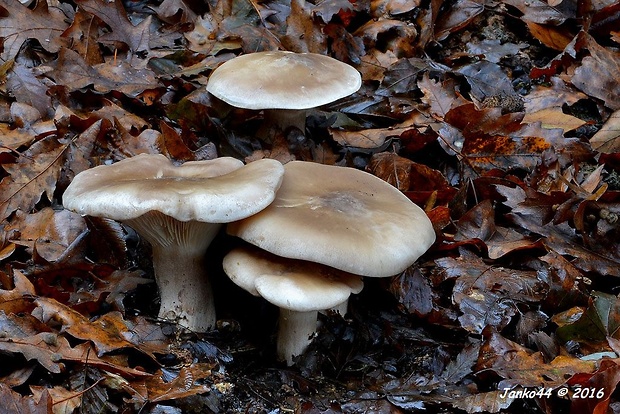 strmuľka inovaťová Clitocybe nebularis (Batsch) P. Kumm.