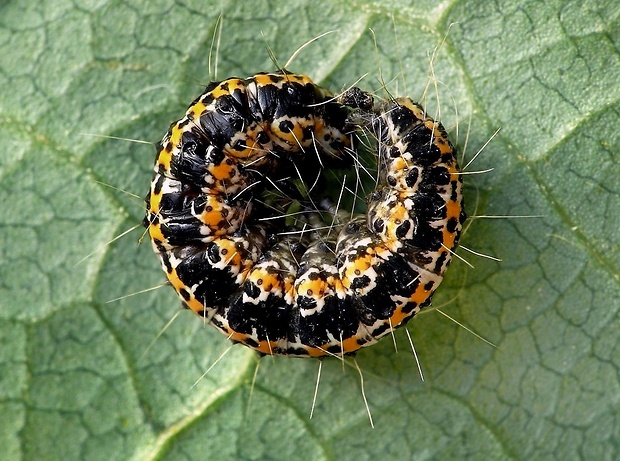 čiernomôľka stepná (sk) / skvrnuška stepní (cz) Ethmia bipunctella Fabricius, 1775