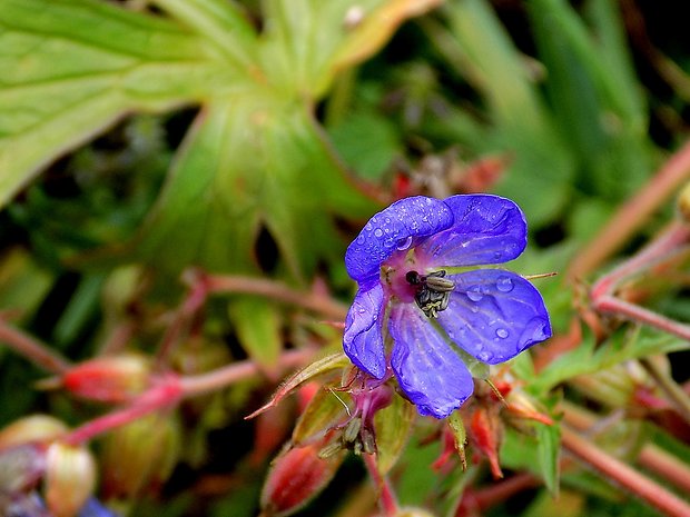 pakost lúčny Geranium pratense L.