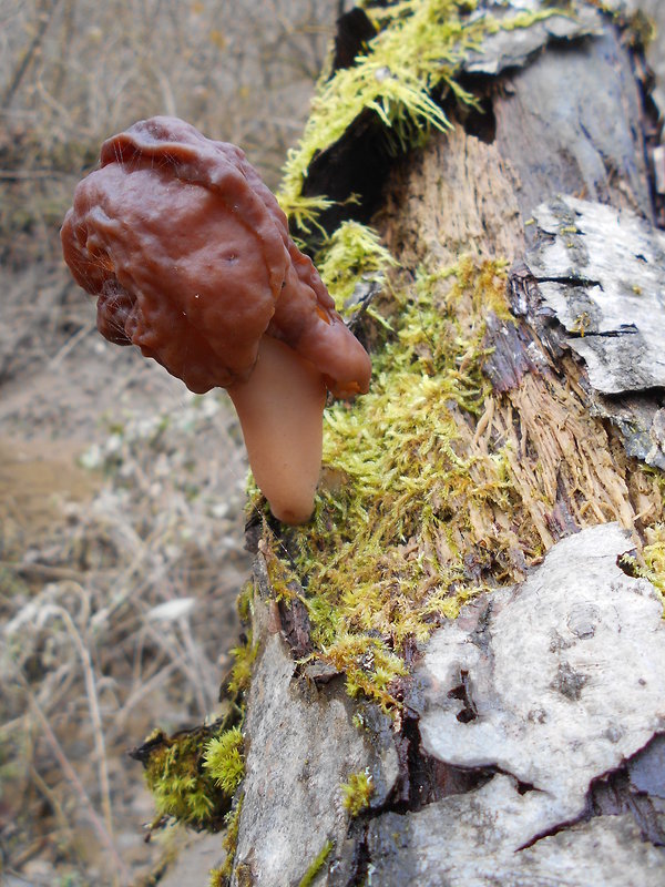 ušiak mitrovitý Gyromitra infula (Schaeff.) Quél.