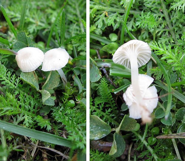 prilbovec kostihojový  Hemimycena candida (Bres.) Singer