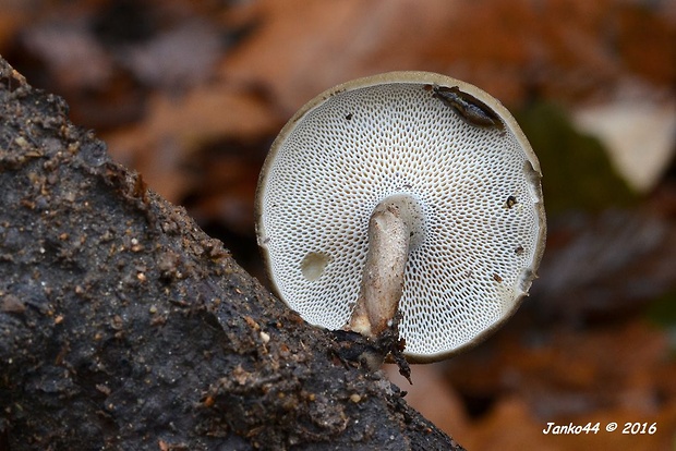 trúdnik plástovitý Lentinus arcularius (Batsch) Zmitr.