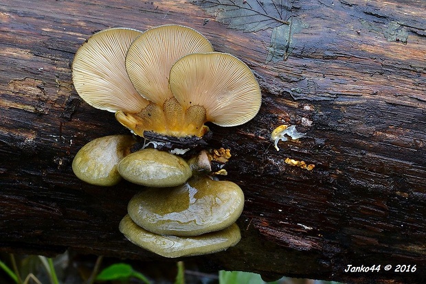 pňovka neskorá Sarcomyxa serotina (Pers.) P. Karst.