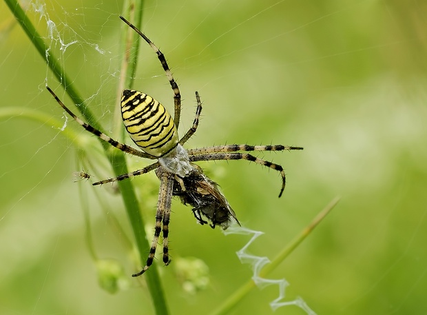 križiak pásavý Argiope bruennichi