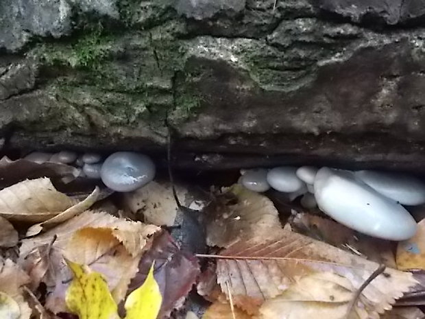 hliva ustricovitá Pleurotus ostreatus (Jacq.) P. Kumm.