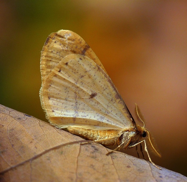 piadivka pomarančová Agriopis aurantiaria