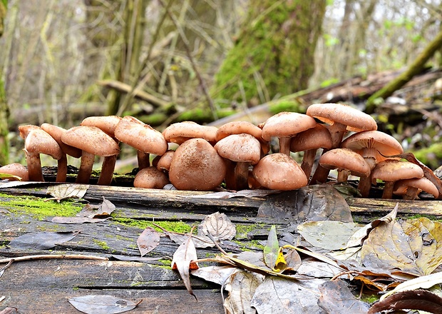 podpňovka obyčajná Armillaria mellea (Vahl) P. Kumm.