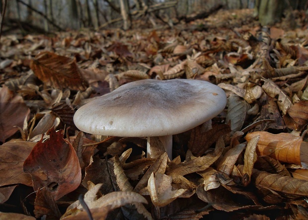 strmuľka inovaťová Clitocybe nebularis (Batsch) P. Kumm.