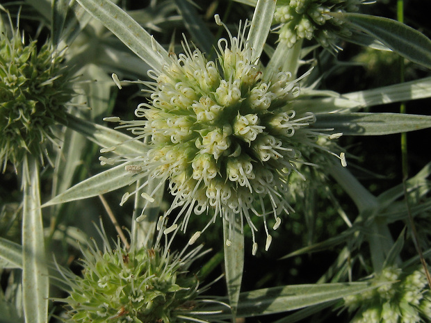 kotúč poľný Eryngium campestre L.