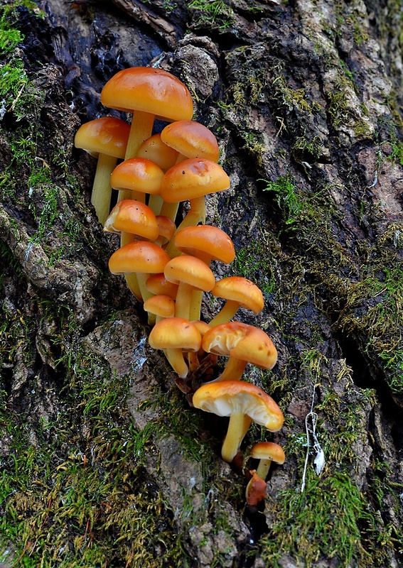 plamienka Flammulina sp.