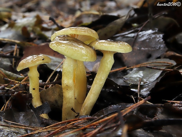 šťavnačka mrazová Hygrophorus hypothejus (Fr.) Fr.