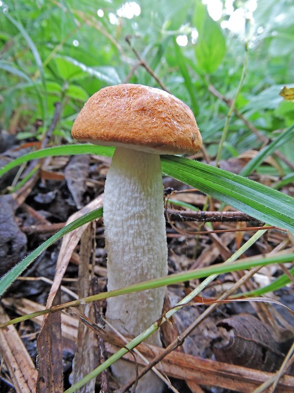 kozák osikový Leccinum albostipitatum den Bakker & Noordel.