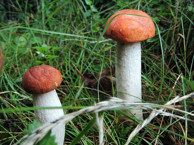 kozák osikový Leccinum albostipitatum den Bakker & Noordel.