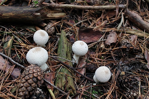 prášnica bradavičnatá Lycoperdon perlatum Pers.