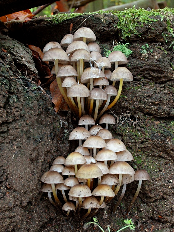 prilbička žltohlúbiková Mycena renati Quél.