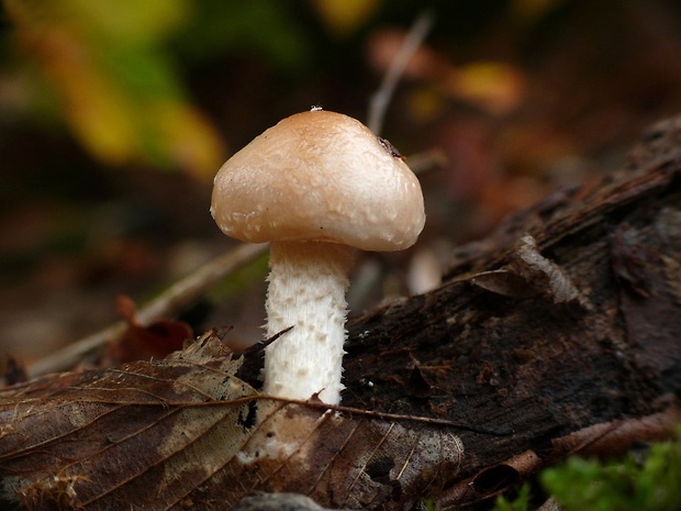 šupinovka hlinovookrová Pholiota lenta (Pers.) Singer