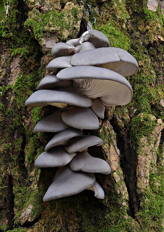 hliva ustricovitá Pleurotus ostreatus (Jacq.) P. Kumm.