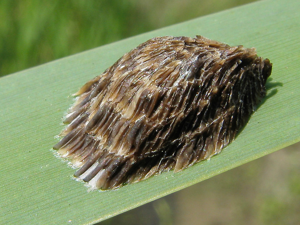 ovadovité Tabanidae Latreille, 1802