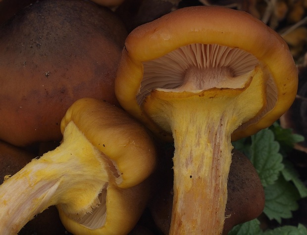 podpňovka obyčajná Armillaria mellea (Vahl) P. Kumm.